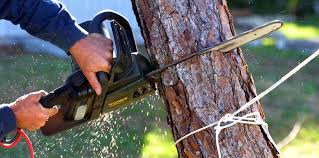 Best Tree Planting Services  in Silver Lakes, CA